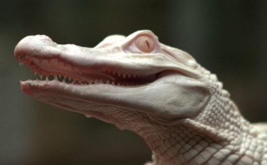 Coccodrillo albino